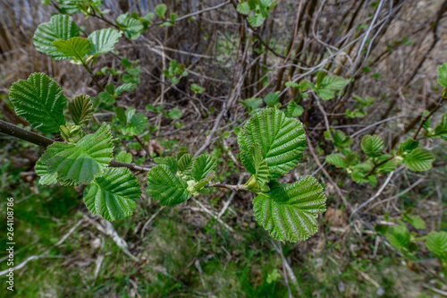 european alder, alnus glutinosa, near lake ossiacher see photo