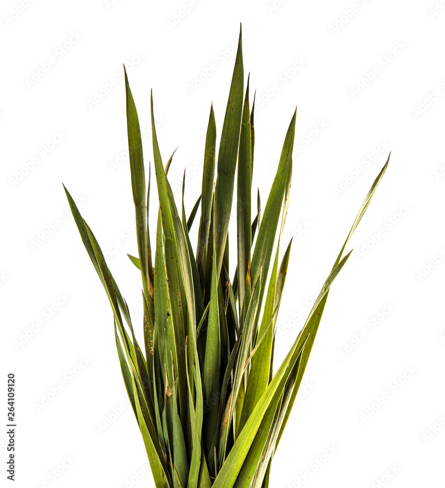 Fototapeta premium bunch of young green grass. isolated on white background