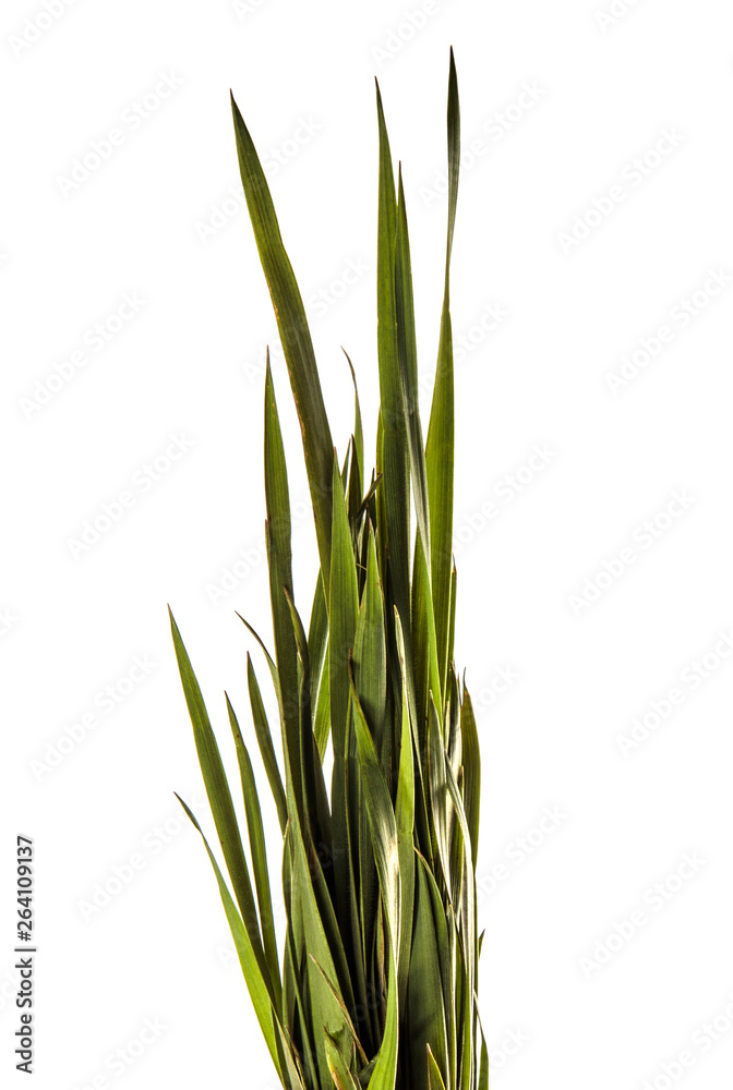 bunch of young green grass. isolated on white background