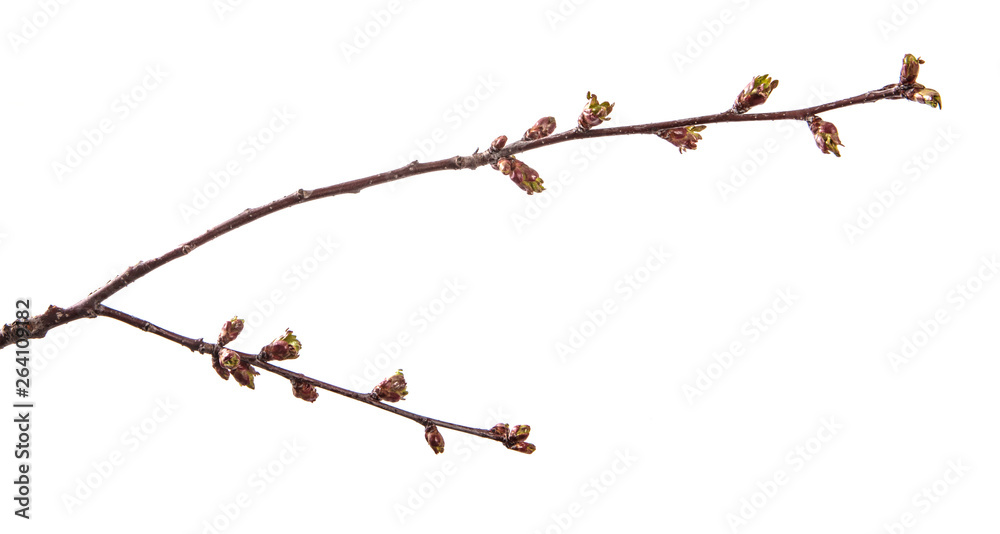 Obraz premium branch of cherry tree with swollen buds blooming. isolated on white background