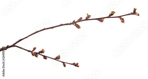 branch of cherry tree with swollen buds blooming. isolated on white background