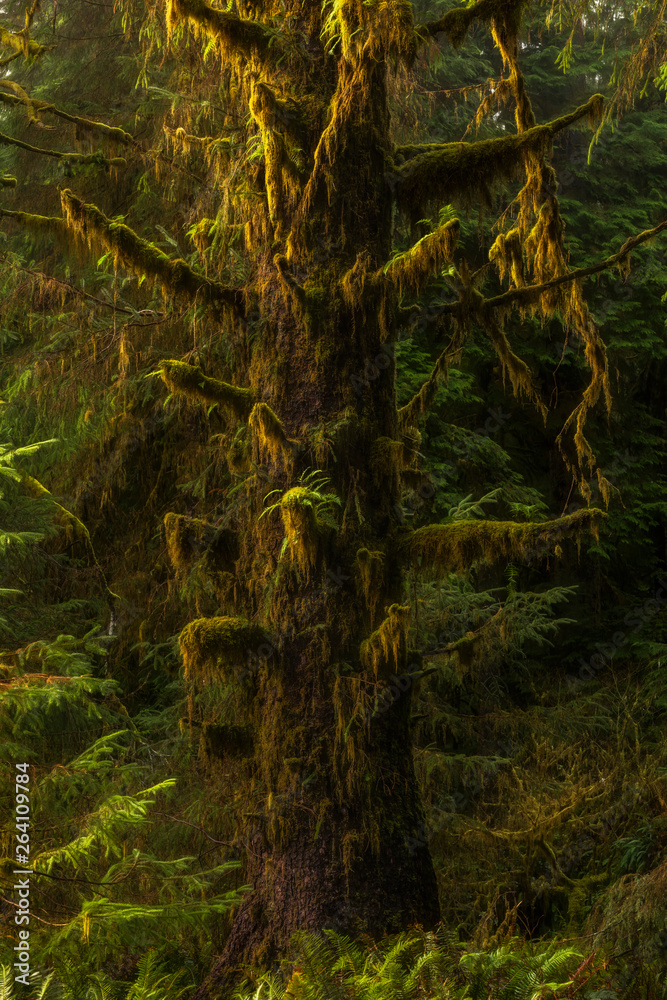 Spruce Tree with moss, Bogachiel Valley, Olympic National Park, Washington Spruce Tree with moss, Bogachiel Valley, Olympic National Park, Washington