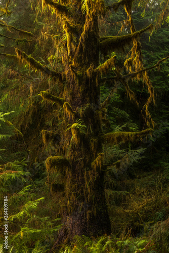 Fototapeta Naklejka Na Ścianę i Meble -  Spruce Tree with moss, Bogachiel Valley, Olympic National Park, Washington