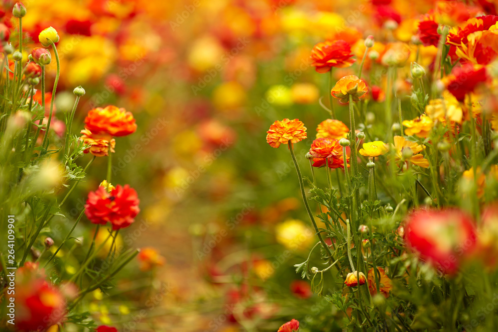 Blooming wildflowers are buttercups, red, on a kibbutz in southern Israel. Collect flowers