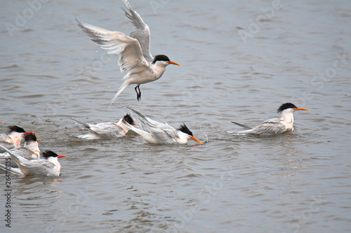 Spent a morning watching all the waterfoul go about their waterfoul business photo
