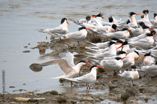Spent a morning watching all the waterfoul go about their waterfoul business photo