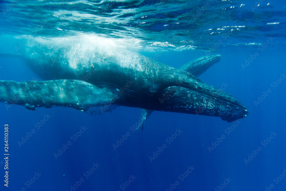 Obraz premium 小笠原の青い海を泳ぐザトウクジラの親子