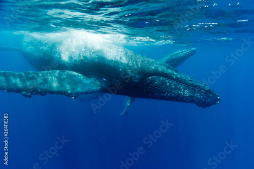 小笠原の青い海を泳ぐザトウクジラの親子