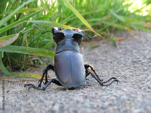 beetle deer
