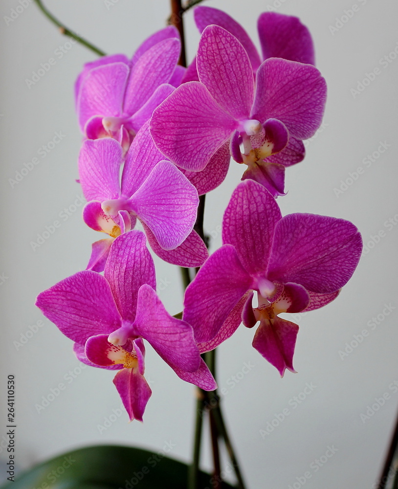 Fototapeta premium Delicate and refined flower - the Orchid!