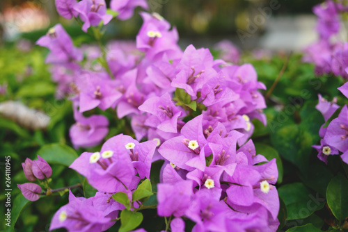 Branch of beautiful purple bougainvillea flowers, blurred background.