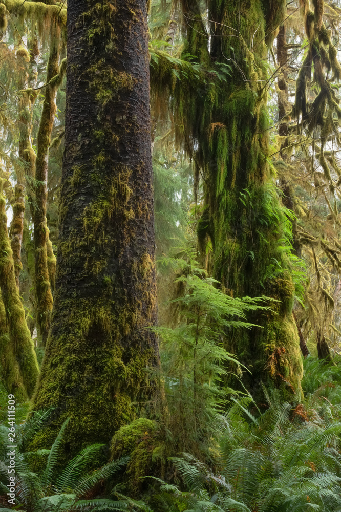 Spruce (foreground) and Big Leaf Maple (background), Bogachiel Valley, Olympic National Forest, Washington Spruce (foreground) and Big Leaf Maple (background), Bogachiel Valley, Olympic National Forest, Washington