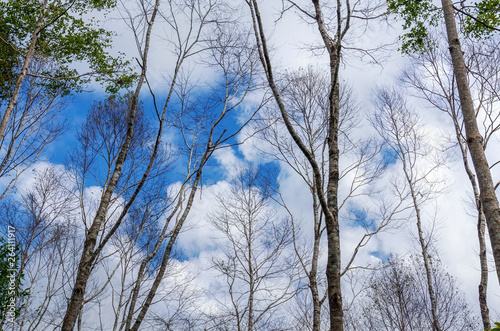 Group of tree branches against on blue sky and clouds in daytime