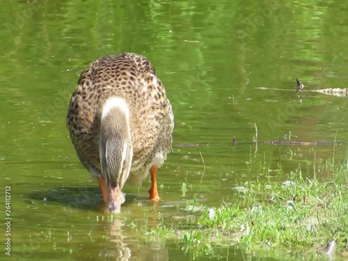 ducks in a pond