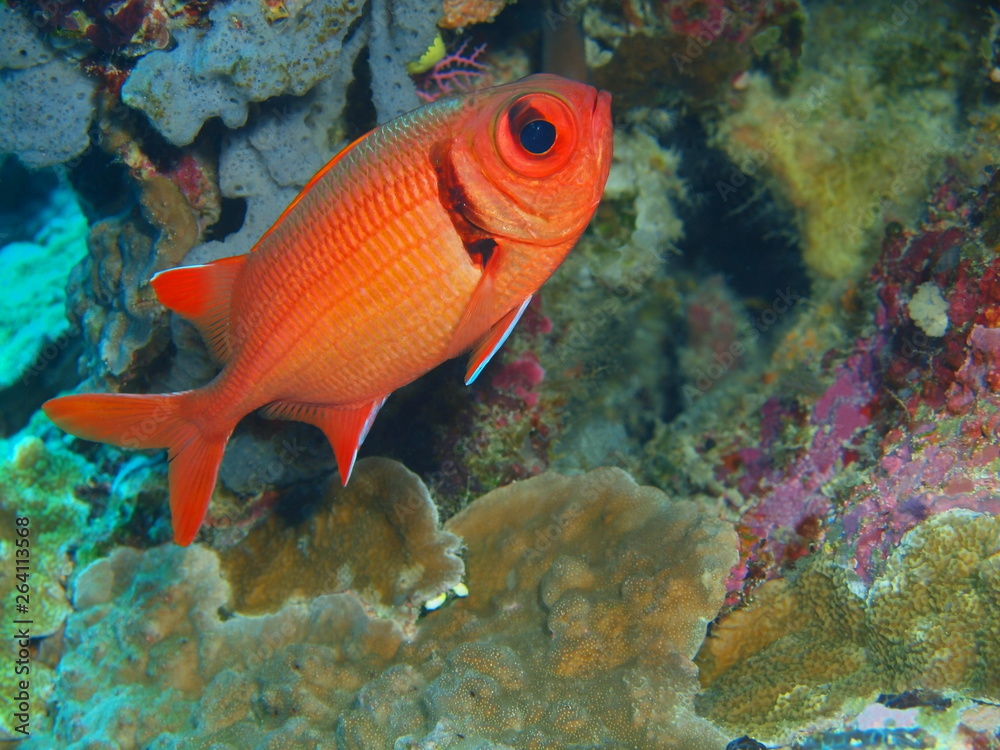 The amazing and mysterious underwater world of Indonesia, North Sulawesi, Bunaken Island, coral fish The amazing and mysterious underwater world of Indonesia, North Sulawesi, Bunaken Island, coral fish