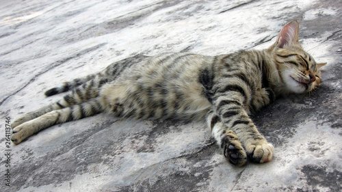 gray cat sleeping outside. Kitten laying on the floor