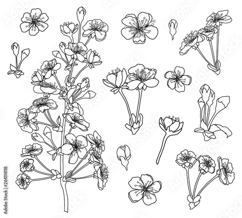 Black and white cherry flowers set for coloring book page vector