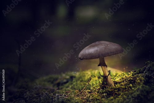 Kleiner Pilz leuchtend in dunklen Wald 