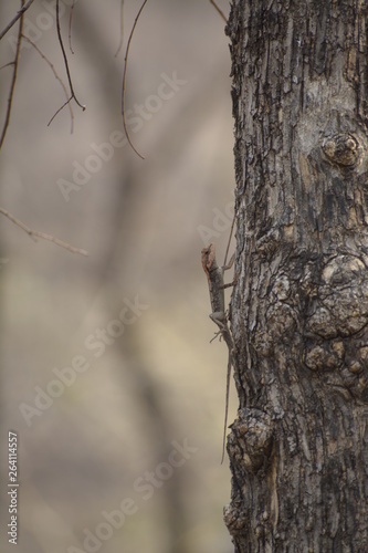 Lizard on tree