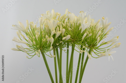 Agapanthus africanus Albus on white background photo