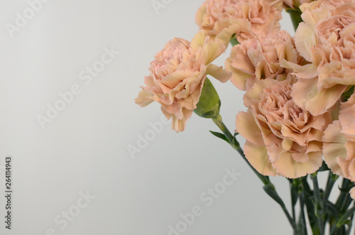 Beautiful peach carnation flower isolated on white background