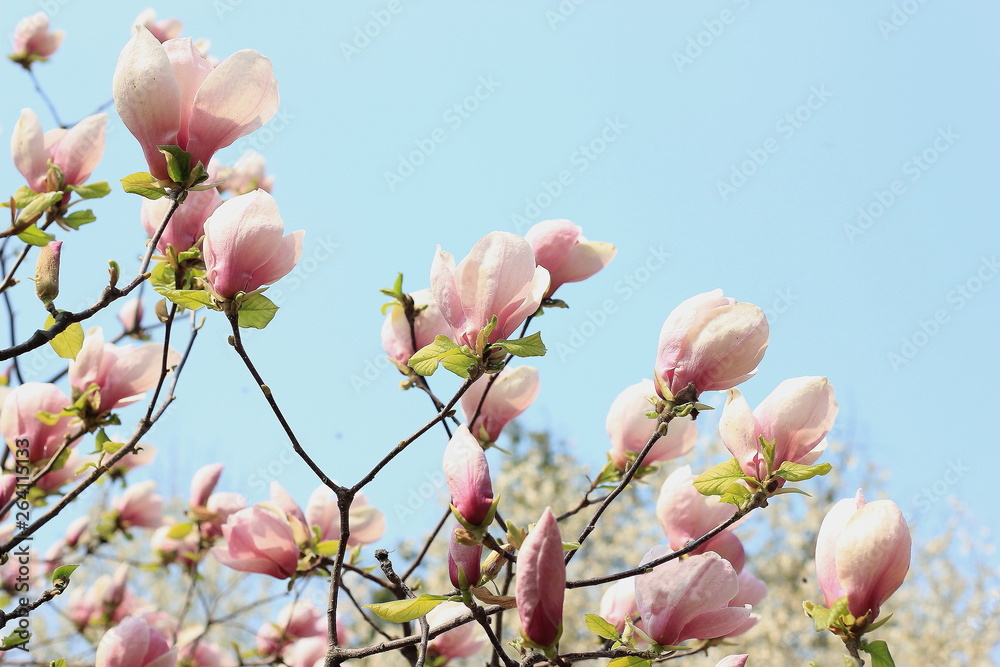 Blooming pink magnolia against the blue sky Blooming pink magnolia against the blue sky