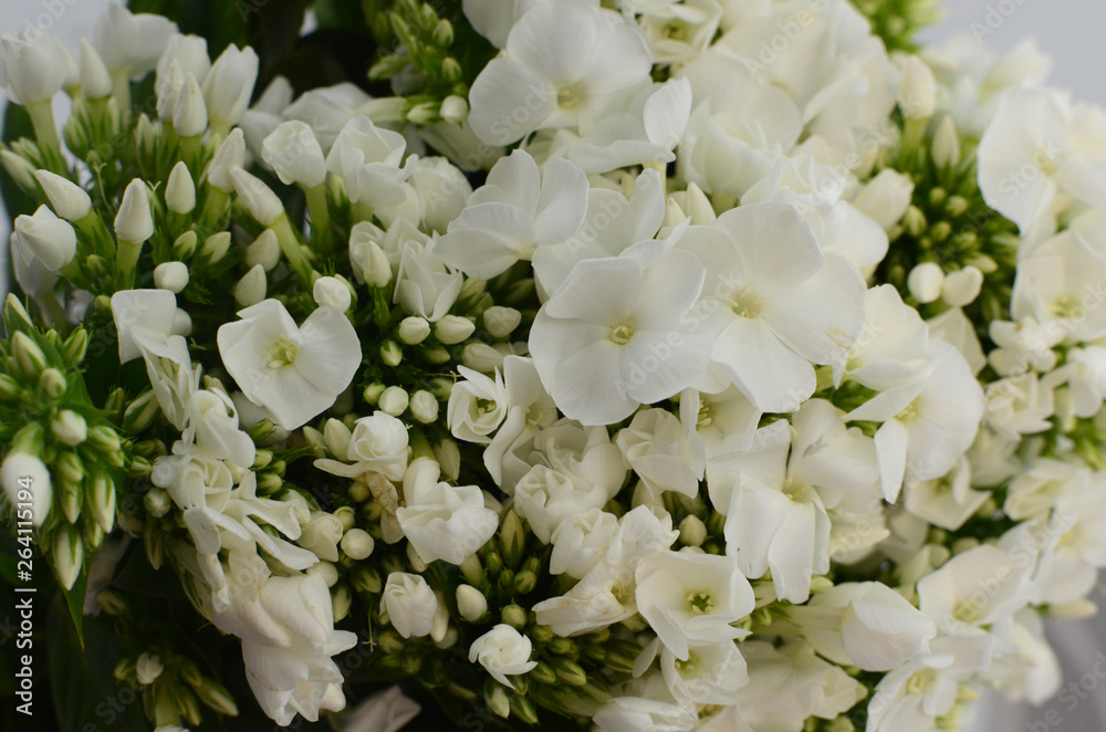 White Phlox paniculata on white background