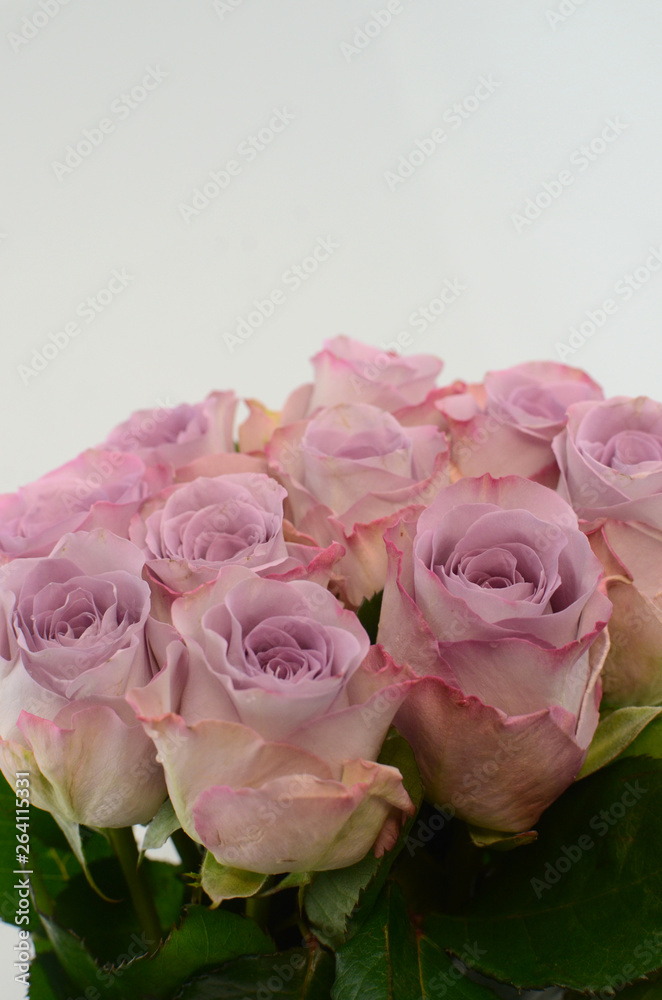 Fototapeta premium Purple rose country spirit lady on white background