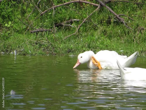 ducks in a pond