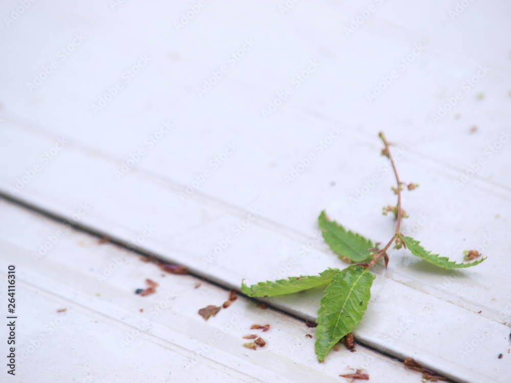 Obraz premium a leaf