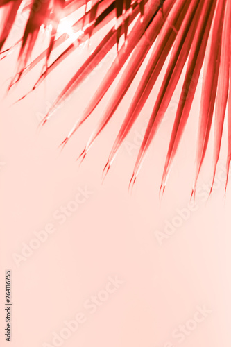 Branches of palm tree toned in living coral