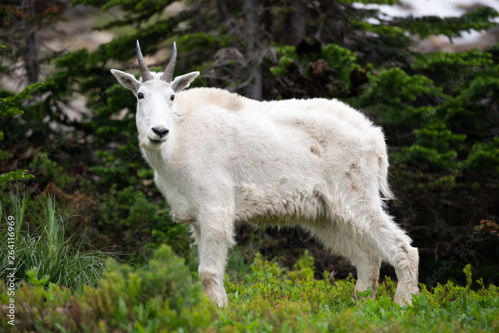 Glacier np Mountain Goats