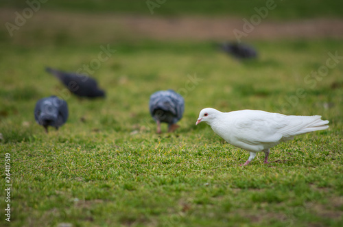 芝生の上の真っ白なハト © satoru