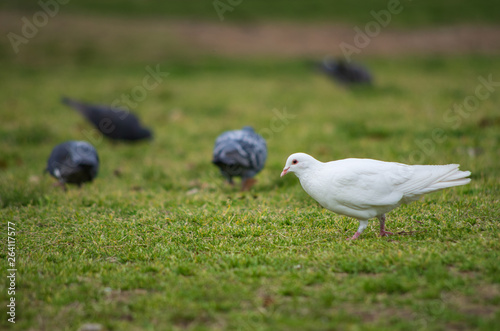 芝生の上の真っ白なハト © satoru