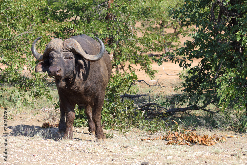 Fototapeta premium Kaffernbüffel / Buffalo / Syncerus caffer