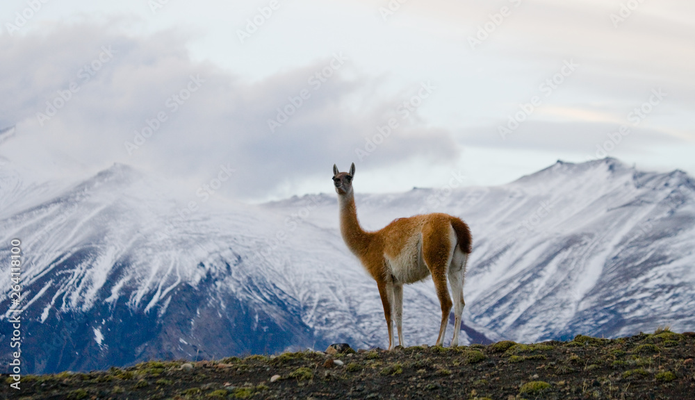 Guanaco stands on the crest of the mountain backdrop of snowy peaks. Torres del Paine. Chile. South America Guanaco stands on the crest of the mountain backdrop of snowy peaks. Torres del Paine. Chile. South America