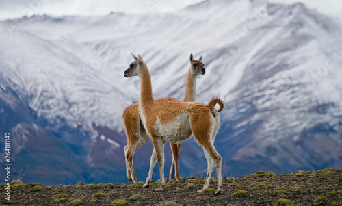 Guanaco stands on the crest of the mountain backdrop of snowy peaks. Torres del Paine. Chile. South America
