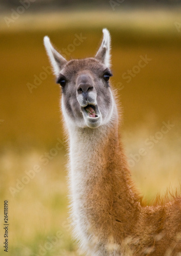 Portrait of guanaco. Torres del Paine. Chile. South America.