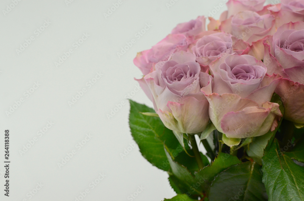 Purple rose country spirit lady on white background