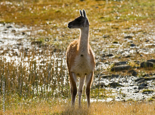 Guanaco in National Park Torres del Paine. Chile. Patagonia. South America. 