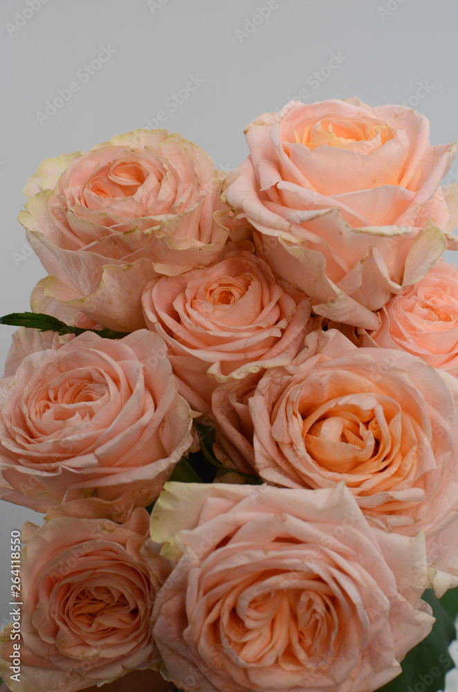 Peach rose flower on white background Peach rose flower on white background
