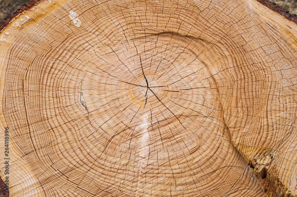 Naklejka premium 切り株・年輪