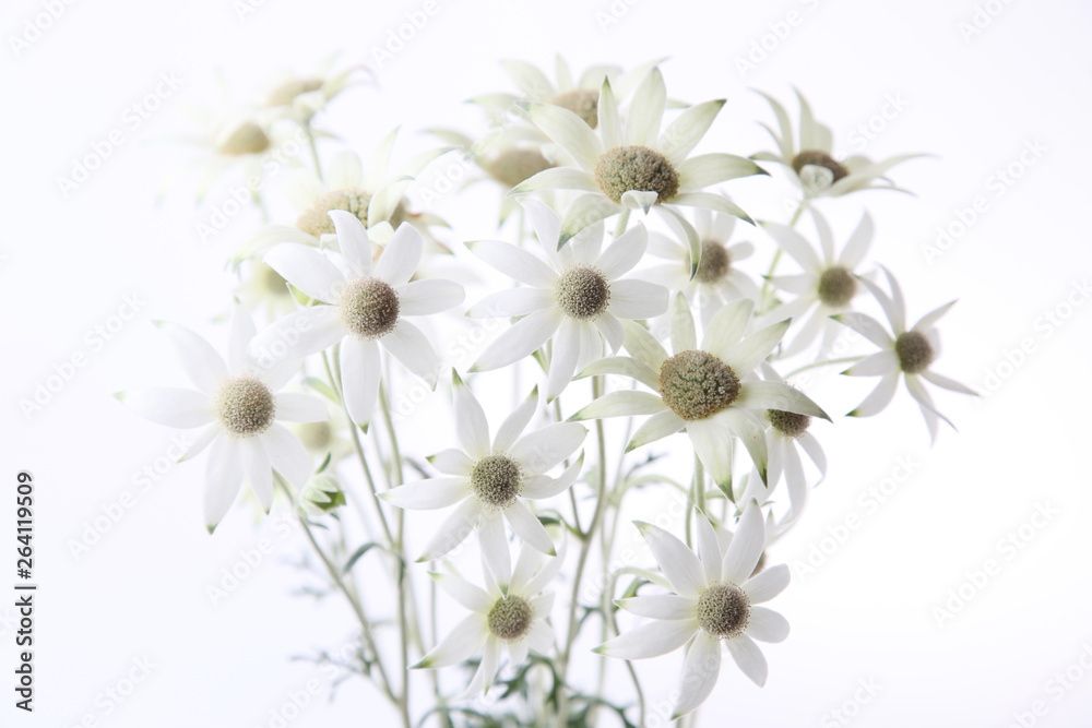 Fototapeta premium フランネルフラワー セリ科アクチノータスの花 白バック