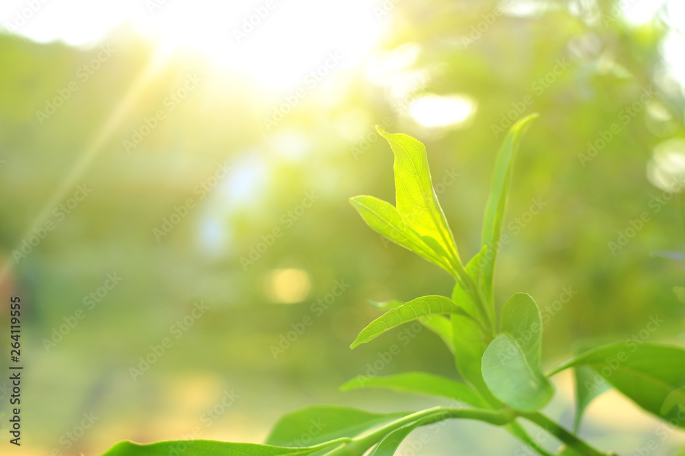 Closeup nature view of Tree top green leaf in garden at summer under sunlight. Natural green plants landscape using as a background or wallpaper. Closeup nature view of Tree top green leaf in garden at summer under sunlight. Natural green plants landscape using as a background or wallpaper.