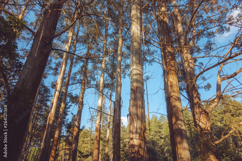 Fototapeta premium Mountain ash in the afternoon sun 