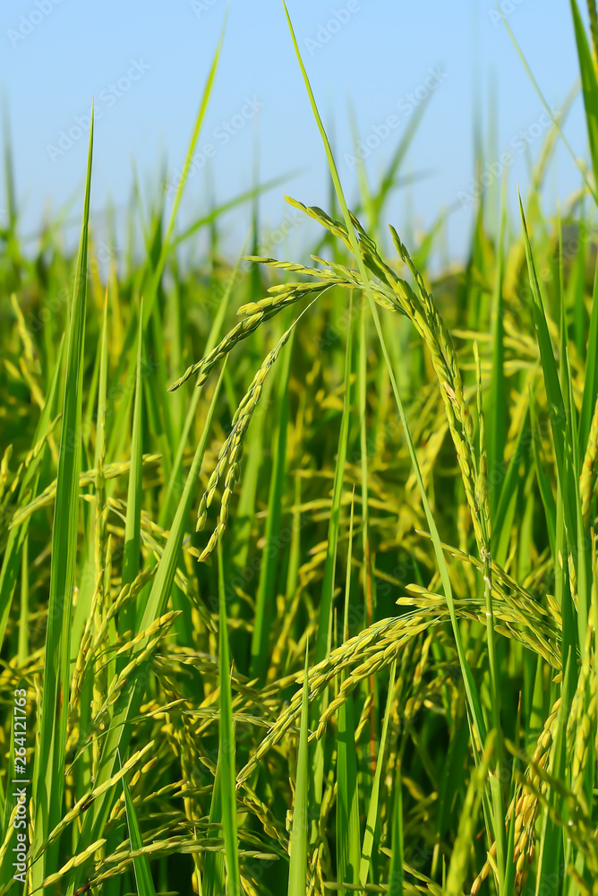 The rice grains are coming out.