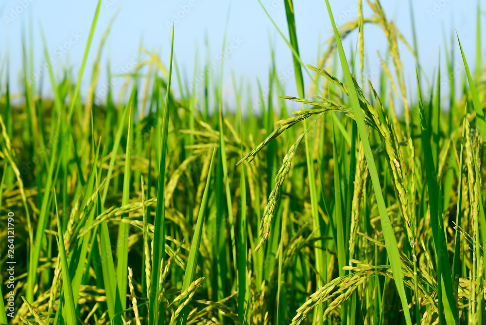 The rice grains are coming out.