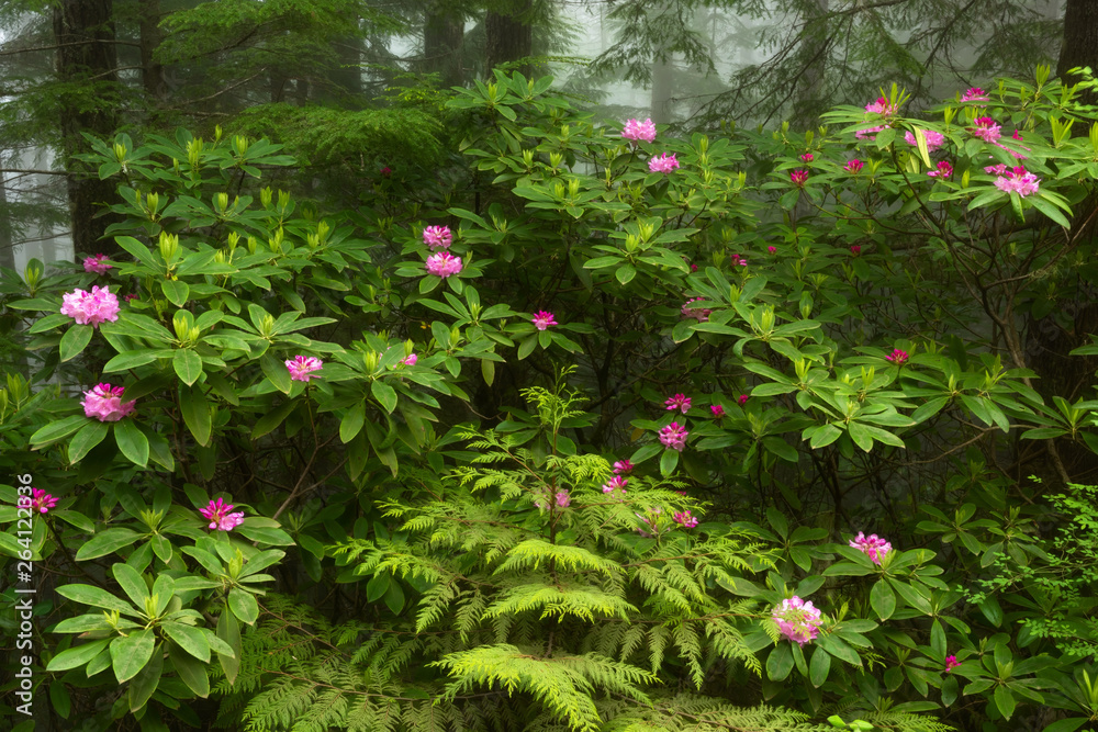 Wild rhododendron, Mt. Walker near Quilcene, Washington (the Washington State flower)
