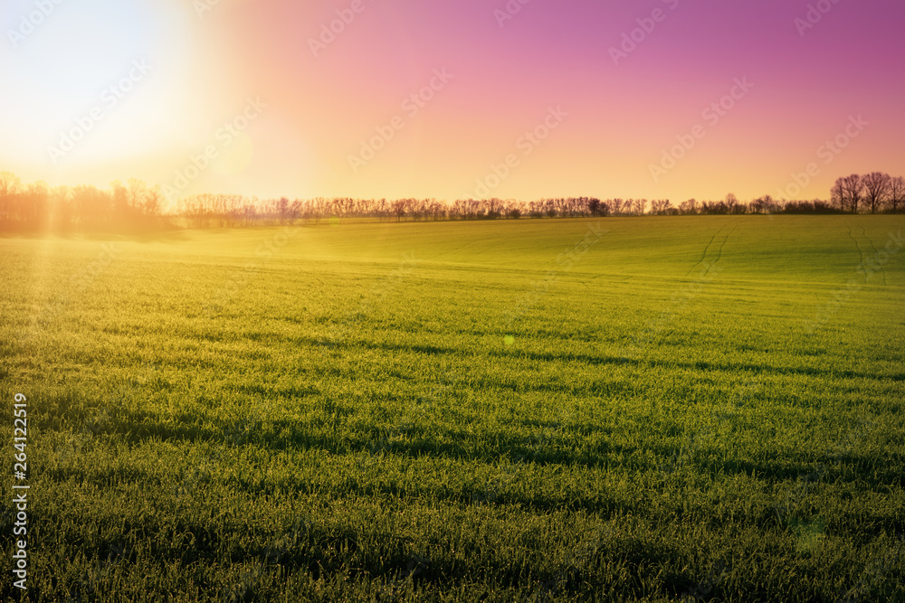 Sunrise over the green field of young wheat