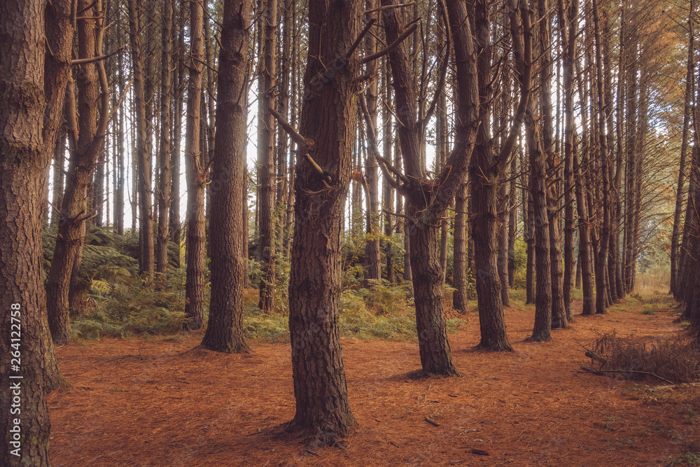 Afternoon light in a Pine forest, Rotorua, New Zealand Afternoon light in a Pine forest, Rotorua, New Zealand